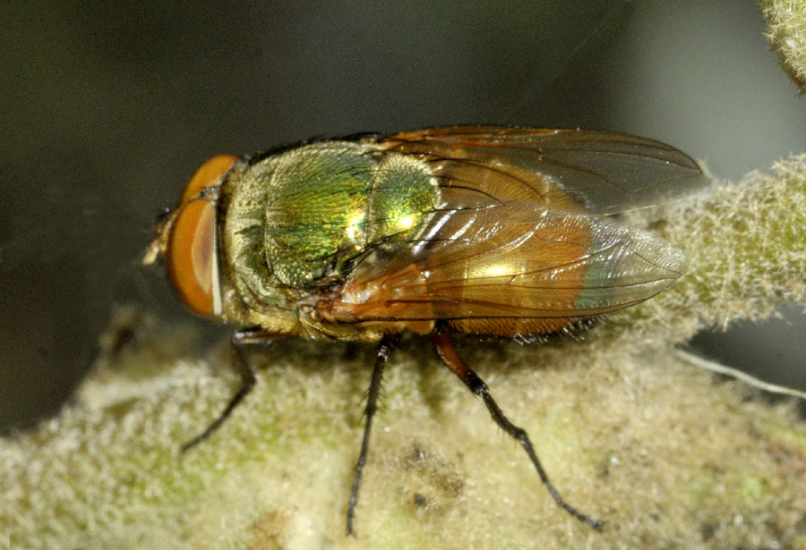 Muscidae? No, Calliphoridae: maschio di Rhyncomya cfr. zernyana